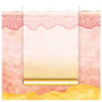 Epidermis,Dermis,Pulse