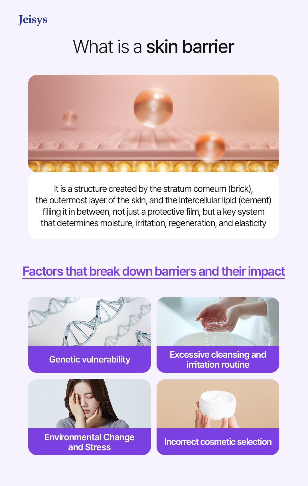 Image illustrating skin barrier structure